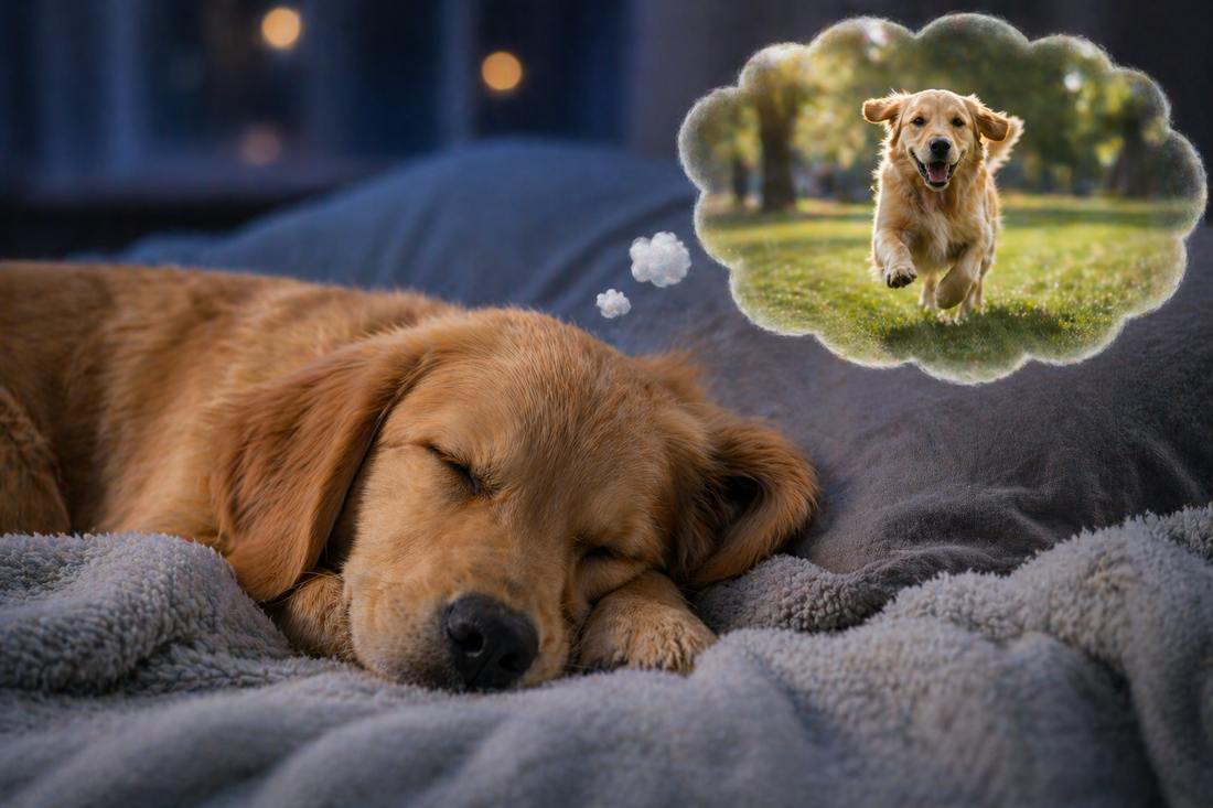 Do Dogs Dream
