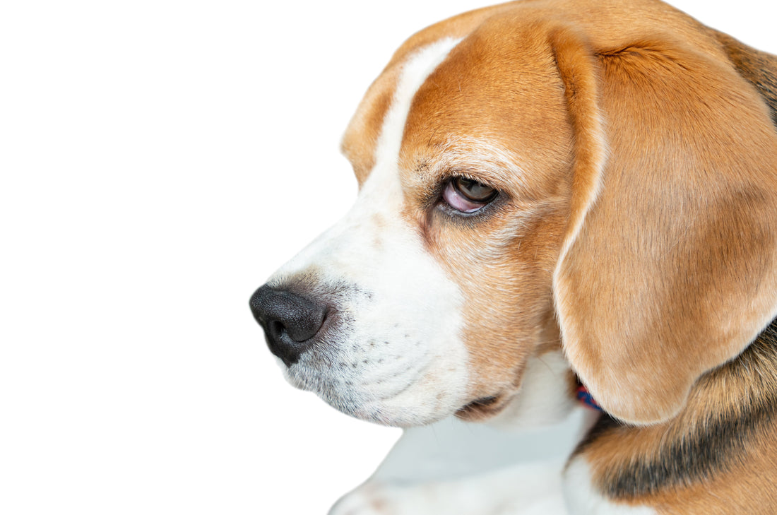 Do Calming Collars Actually Work for Dog Separation Anxiety?