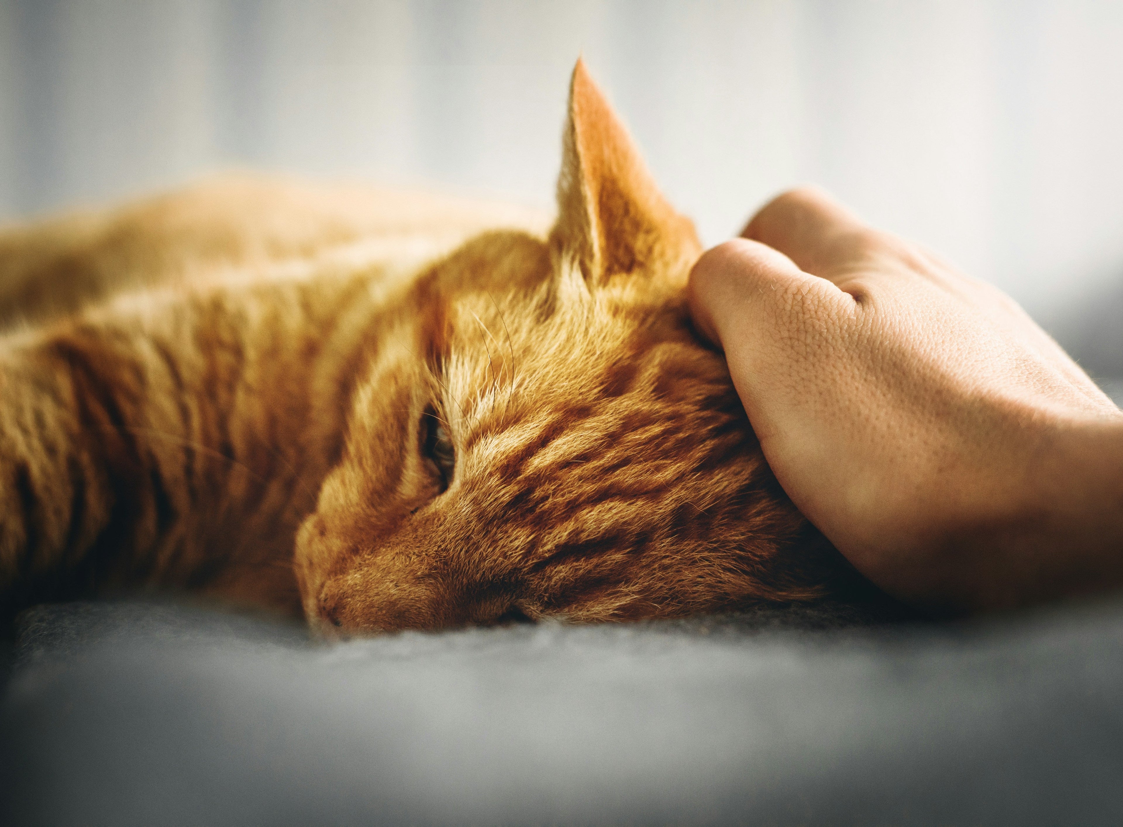 Is My Cat Anxious or Just Moody?
