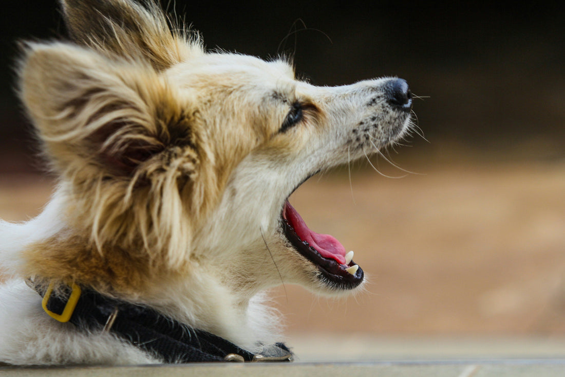 Your Dog's Yawn Has Nothing to Do With Being Tired