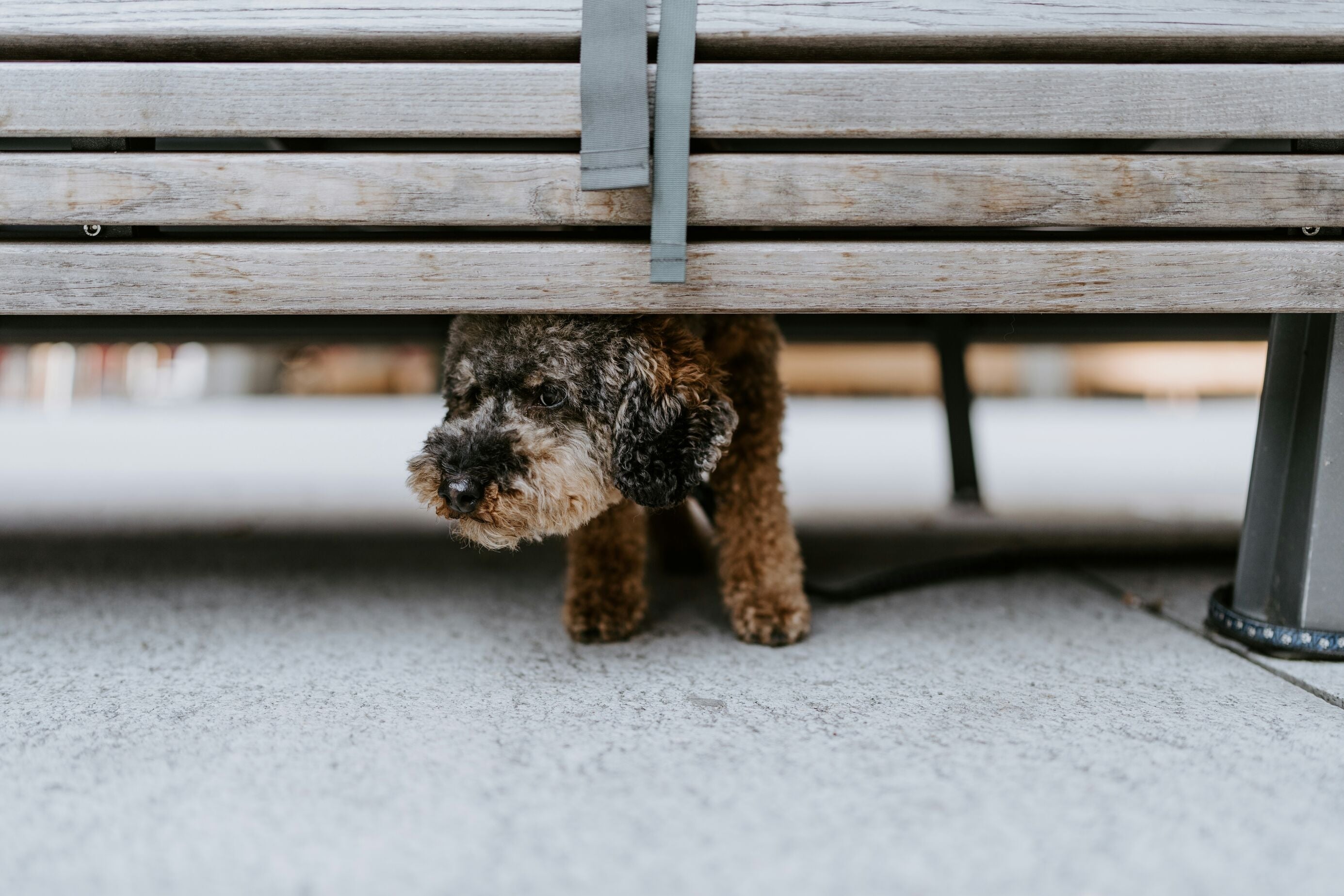 My Dog Is Fine With Me But Anxious With Everyone Else