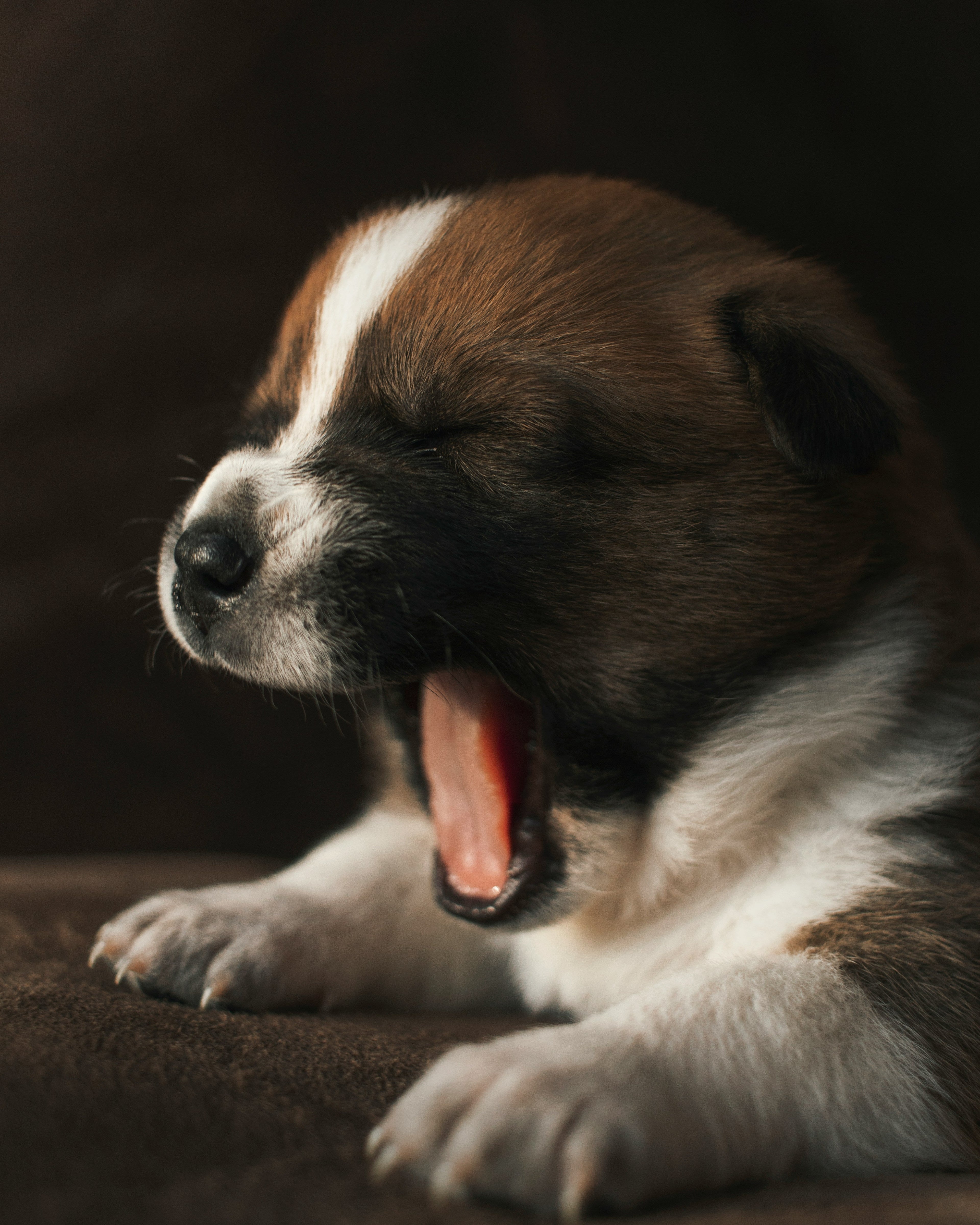 New Puppy Won't Sleep Without Being Held