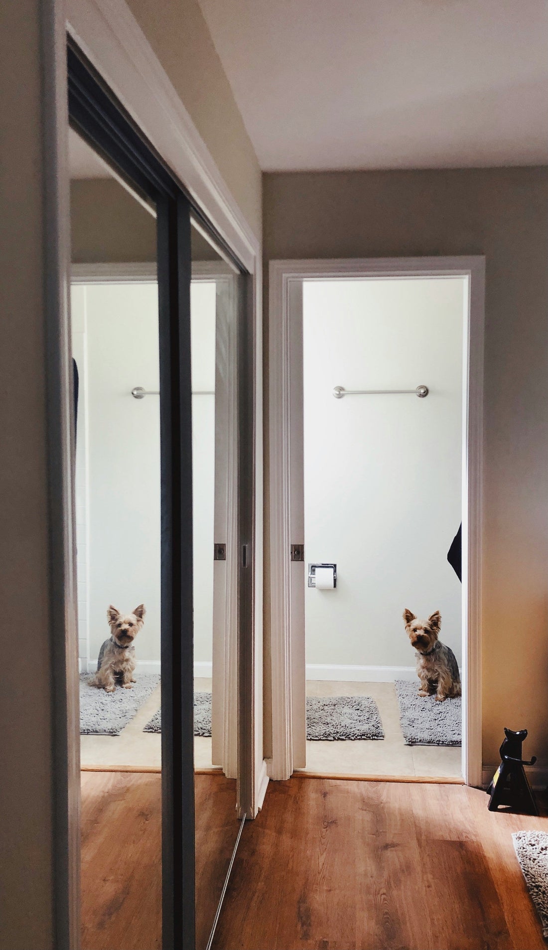 Why Does My Dog Follow Me to the Bathroom? (It's Not What You Think)