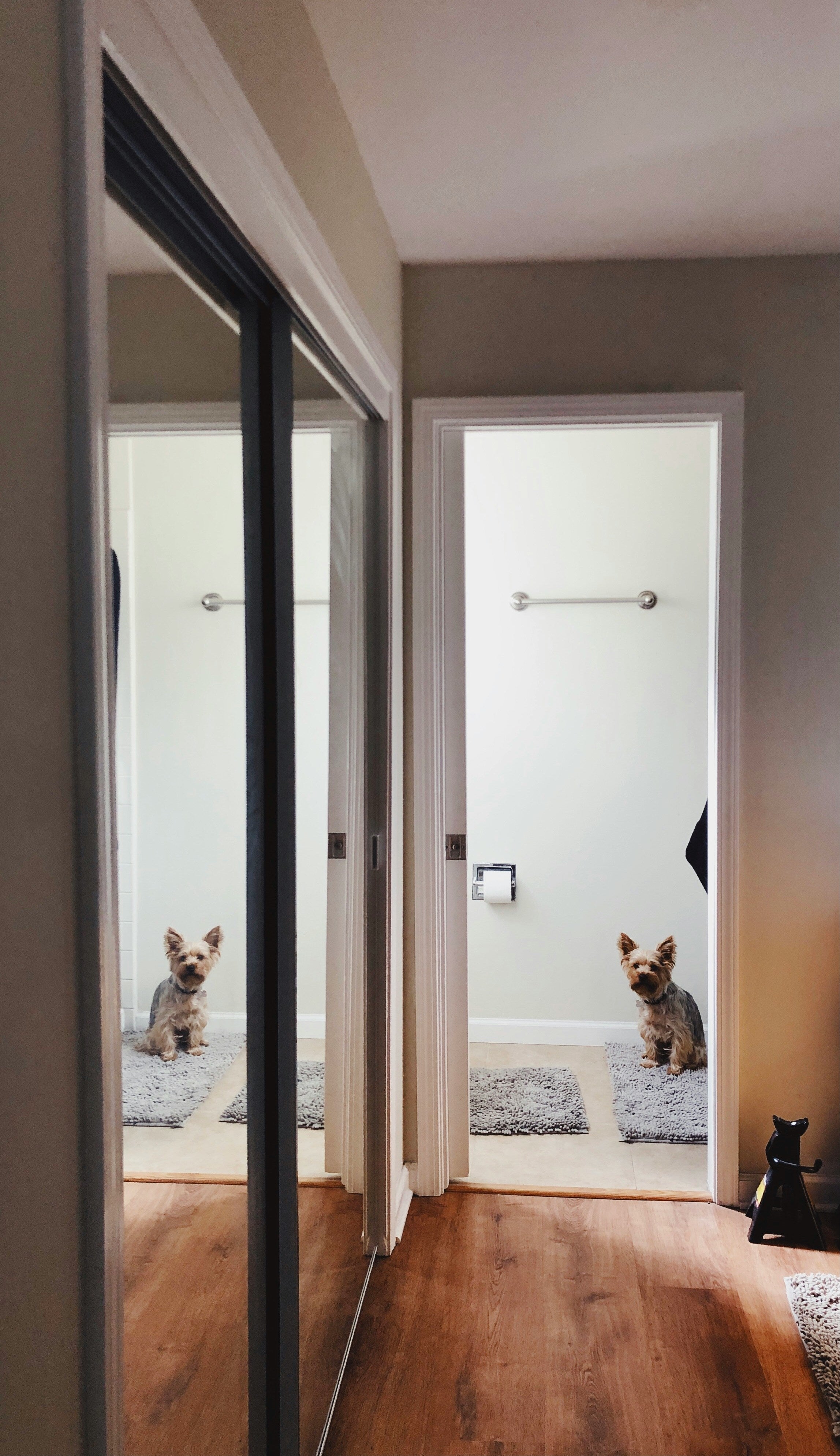 Why Does My Dog Follow Me to the Bathroom? (It's Not What You Think)