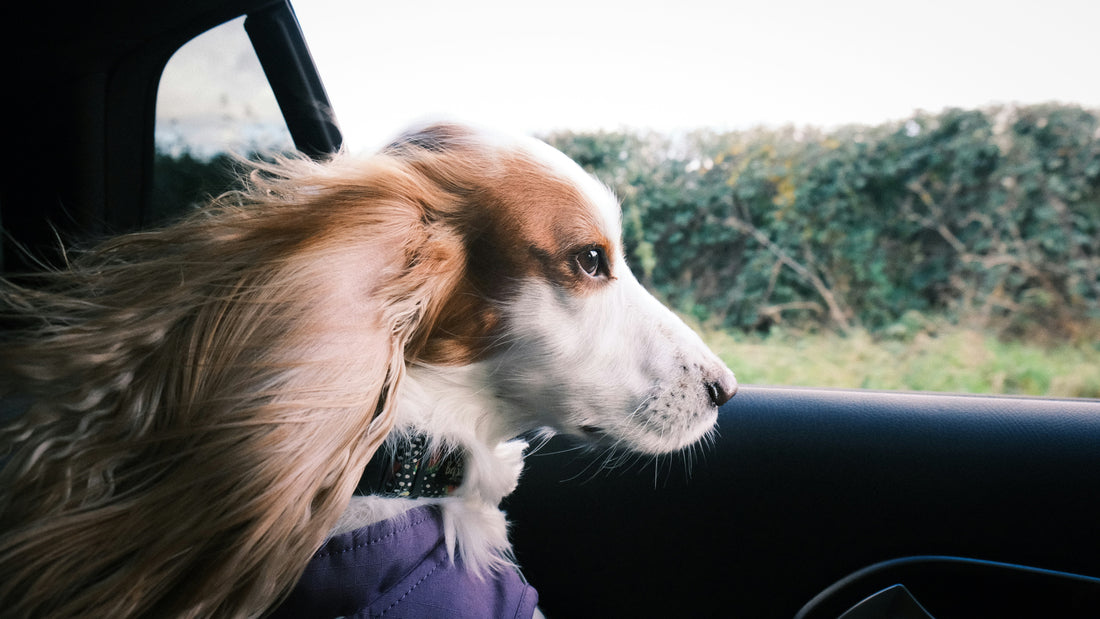 Traveling With an Anxious Dog