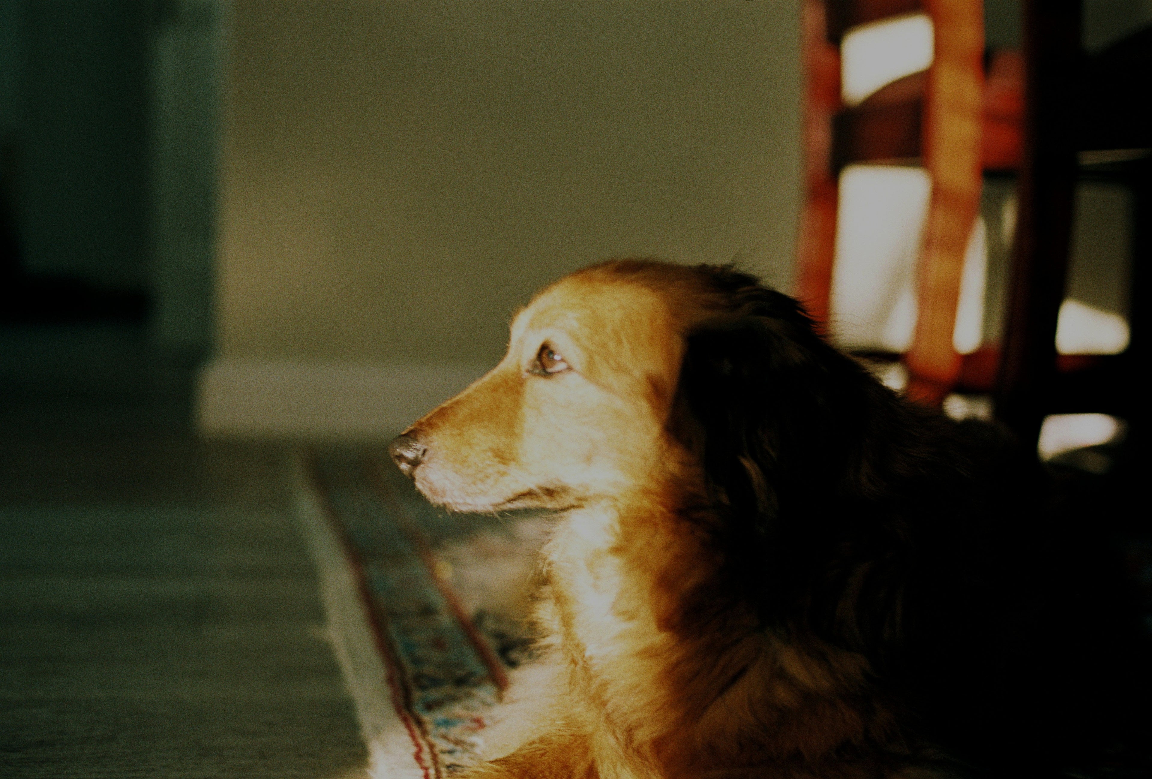 The Weird Things Dogs Do Right Before a Storm