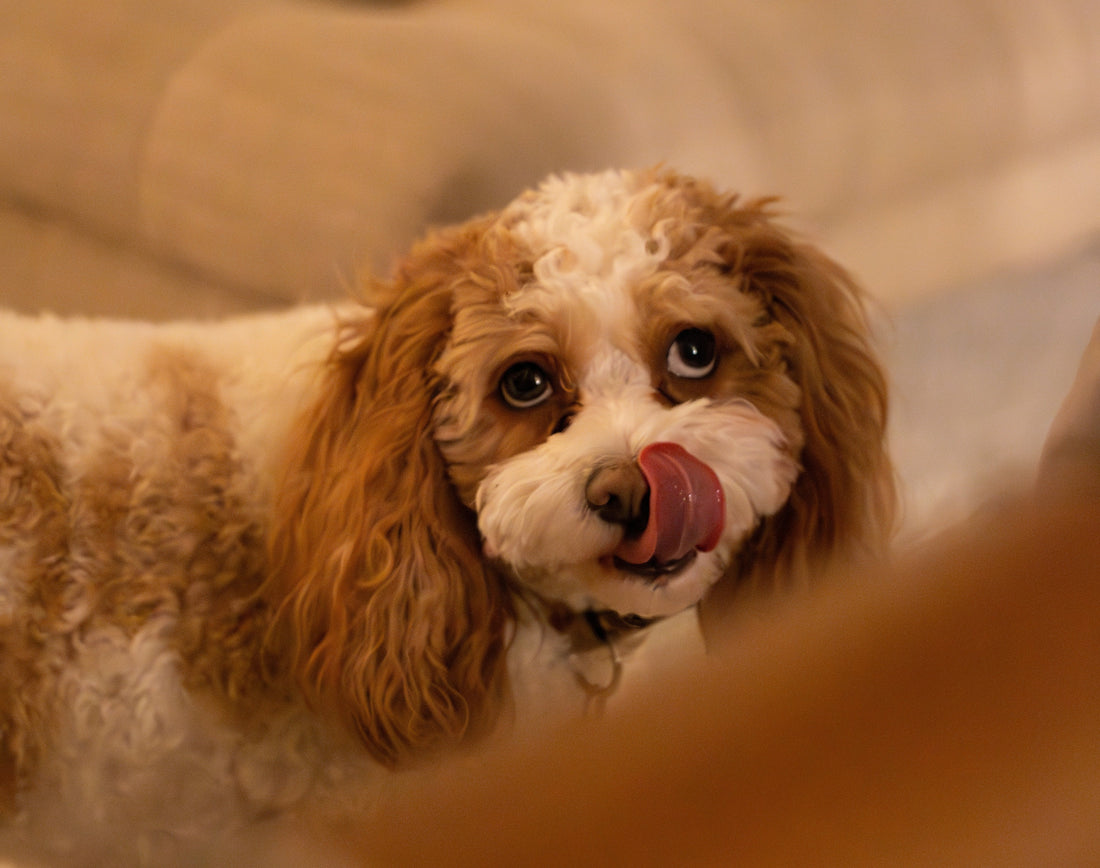 Why Does My Dog Lick Me So Much