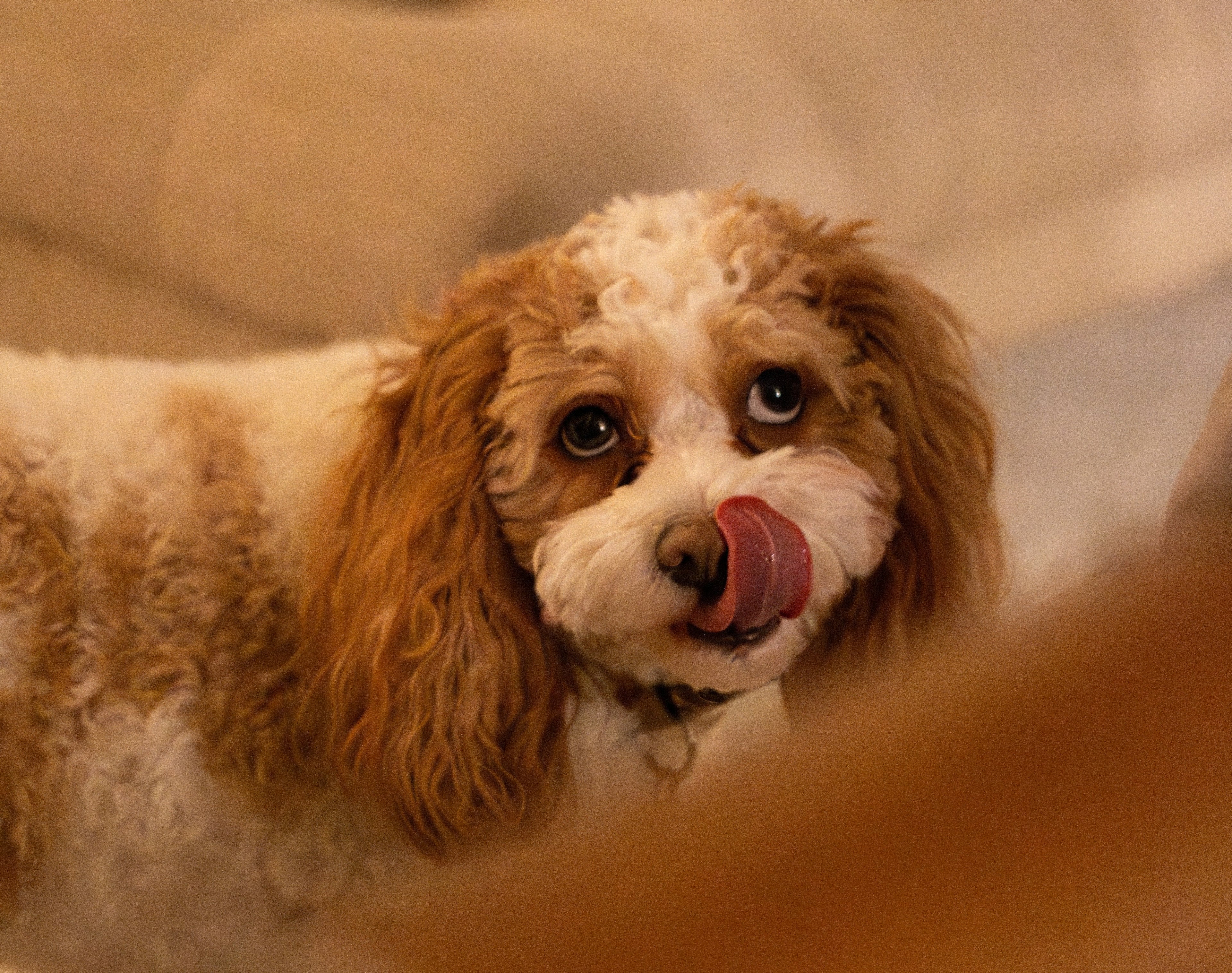 Why Does My Dog Lick Me So Much