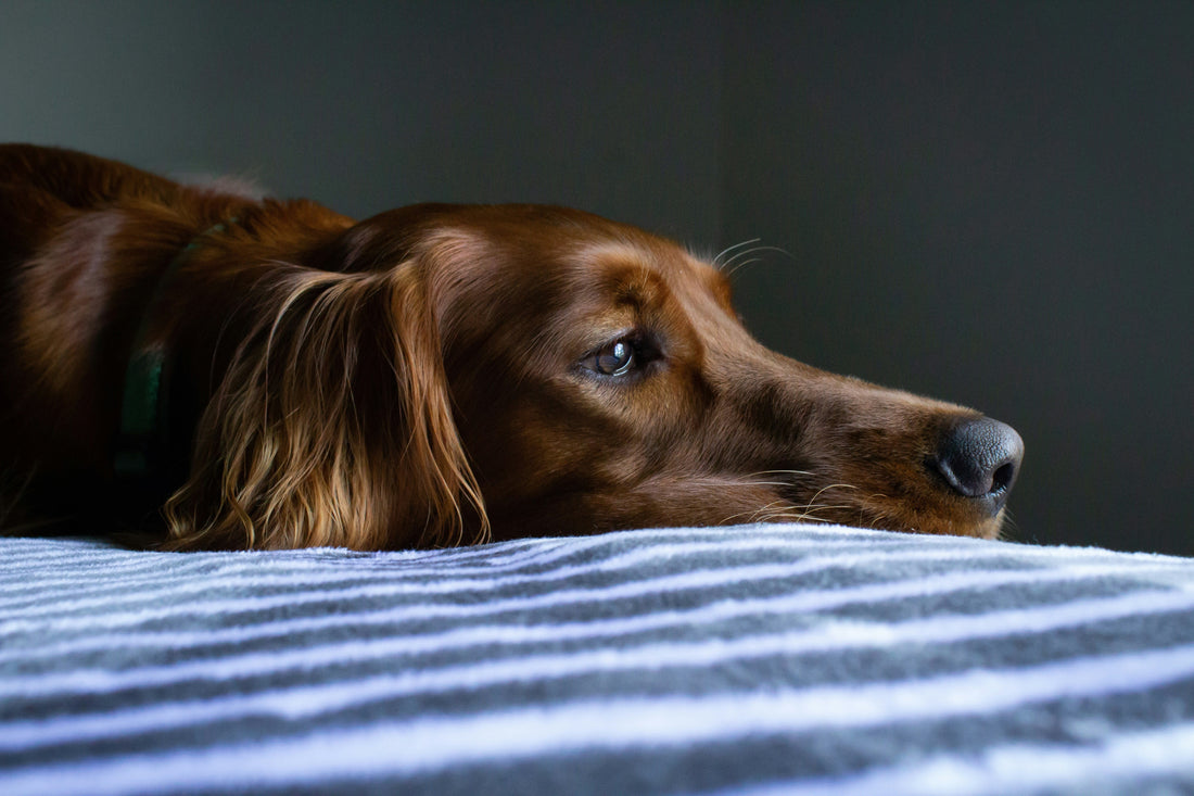 Do Dogs Get Depressed When Their Routine Changes?
