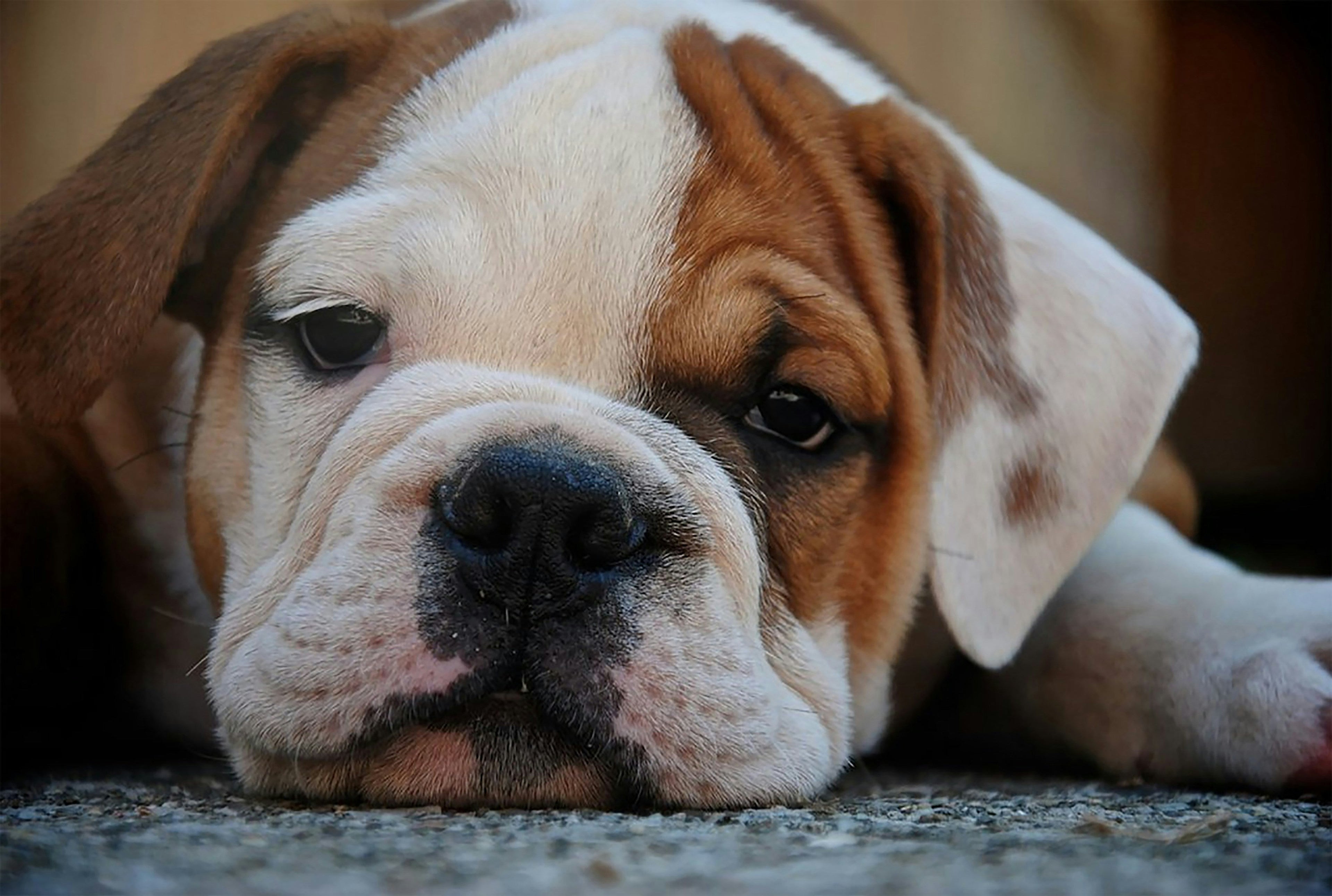 Rescue Dog Terrified of Being Alone: What to Do in the First Month