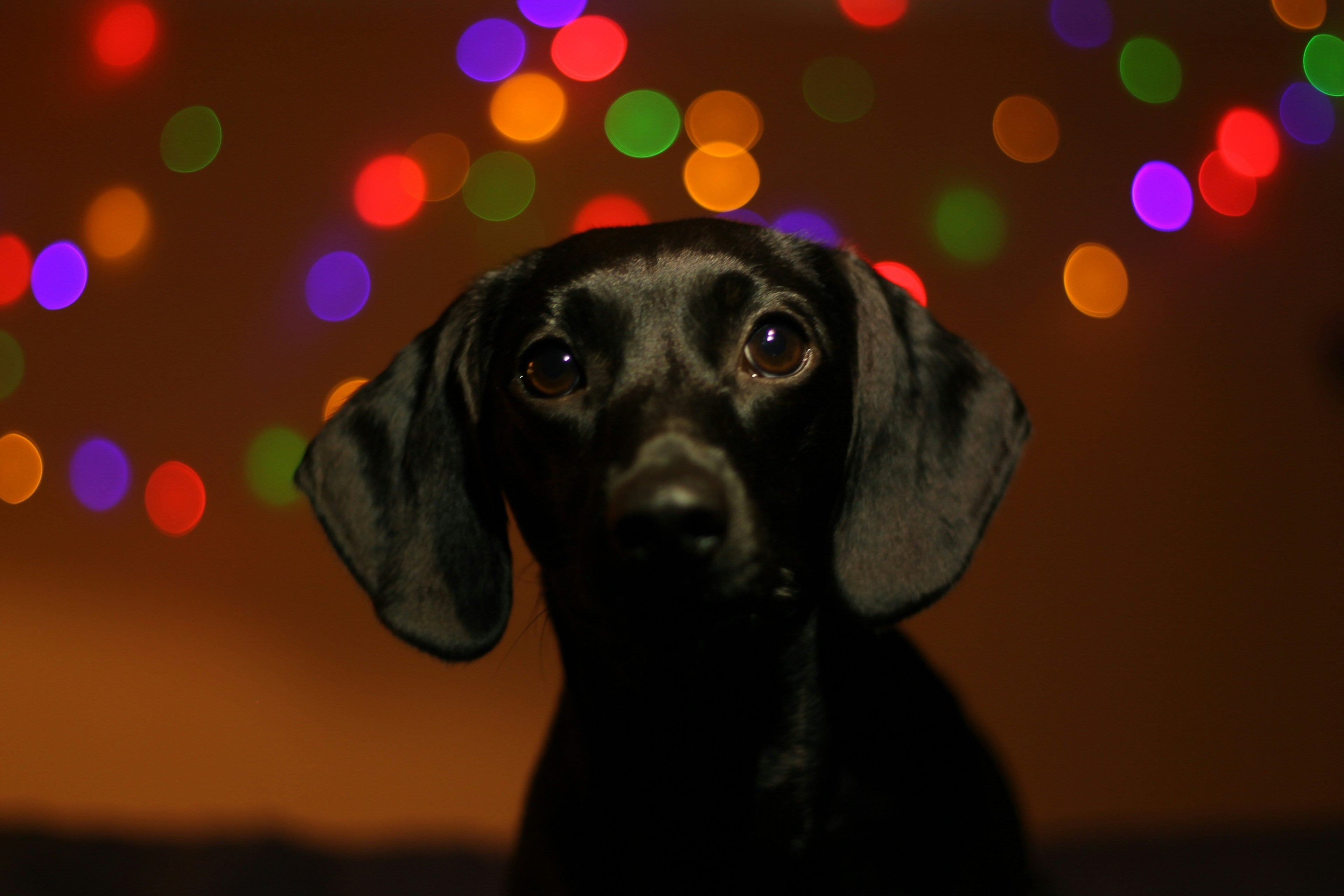 How to Keep Your Dog Calm on the 4th of July