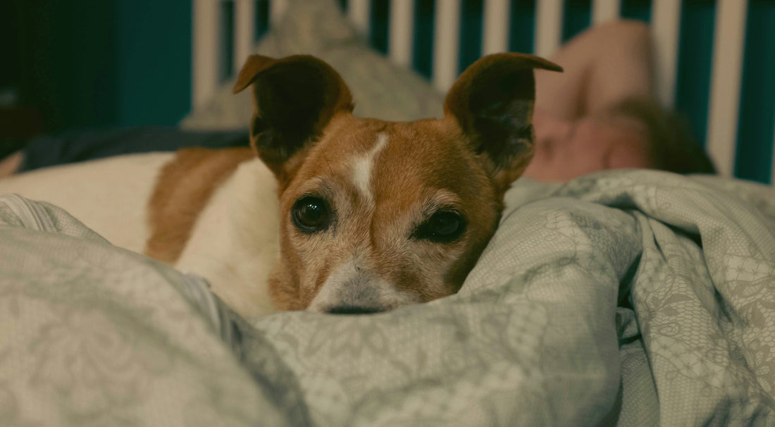 Why Your Dog Can't Settle at Night