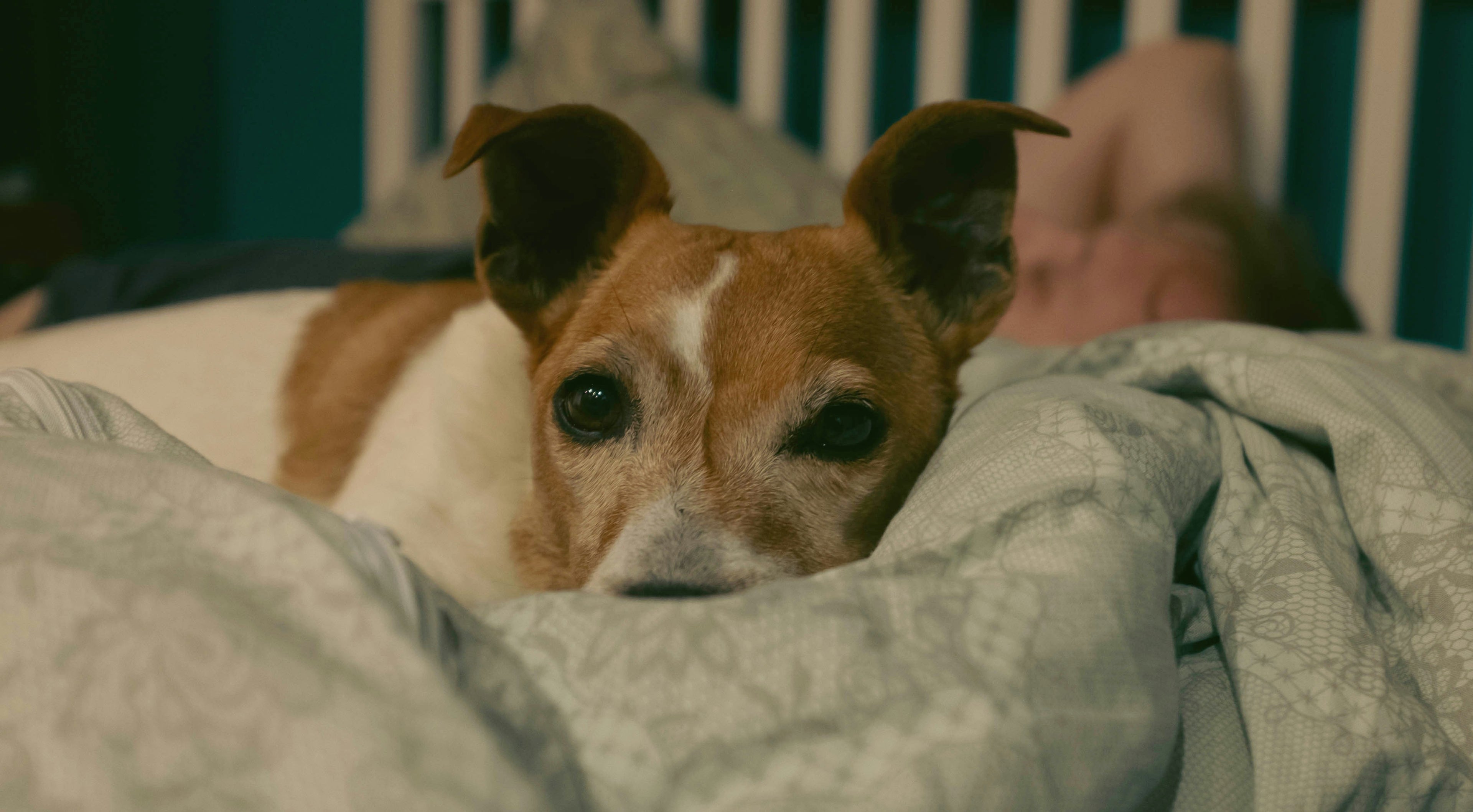 Why Your Dog Can't Settle at Night