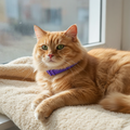 Cat Calming Collar, Adjustable Anxiety Relief, Pheromone Lavender and Chamomile, Soothing Design